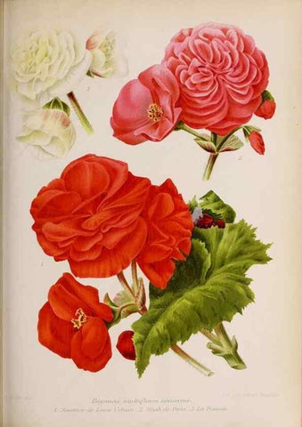 Reproducción/Reproduction 49643114613: Revue horticole.. Paris :Librairie agricole de la maison rustique,1829-1974.. 
