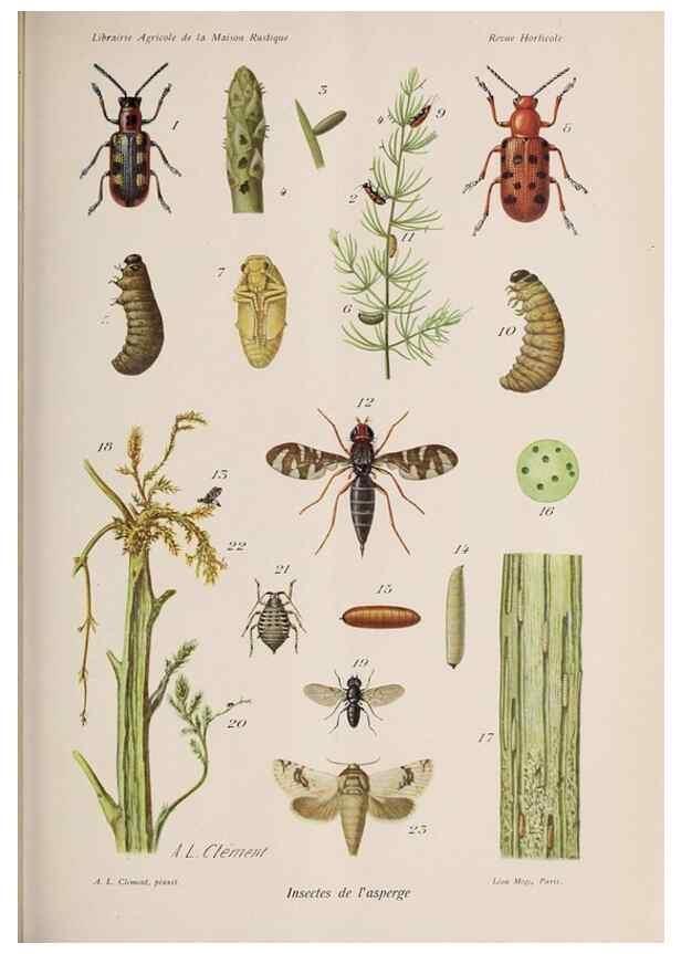 Reproducción/Reproduction 49643641606: Revue horticole.. Paris :Librairie agricole de la maison rustique,1829-1974.. 