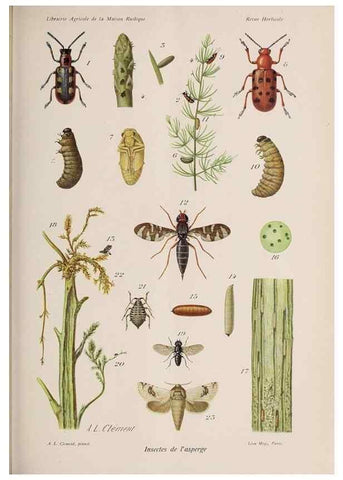 Reproducción/Reproduction 49643641606: Revue horticole.. Paris :Librairie agricole de la maison rustique,1829-1974.. 