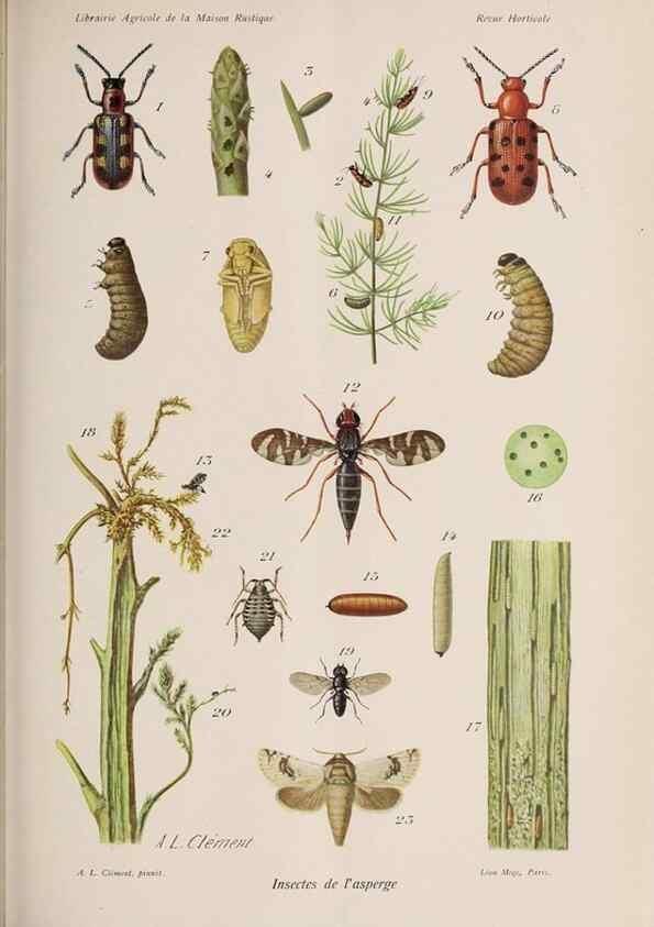 Reproducción/Reproduction 49643641606: Revue horticole.. Paris :Librairie agricole de la maison rustique,1829-1974.. 