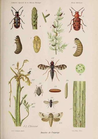 Reproducción/Reproduction 49643641606: Revue horticole.. Paris :Librairie agricole de la maison rustique,1829-1974.. 