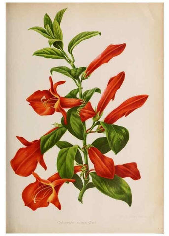 Reproducción/Reproduction 49643641816: Revue horticole.. Paris :Librairie agricole de la maison rustique,1829-1974.. 
