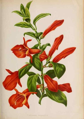 Reproducción/Reproduction 49643641816: Revue horticole.. Paris :Librairie agricole de la maison rustique,1829-1974.. 