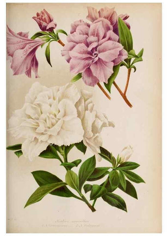 Reproducción/Reproduction 49643641981: Revue horticole.. Paris :Librairie agricole de la maison rustique,1829-1974.. 