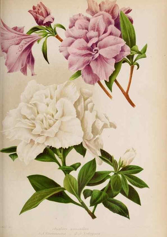 Reproducción/Reproduction 49643641981: Revue horticole.. Paris :Librairie agricole de la maison rustique,1829-1974.. 