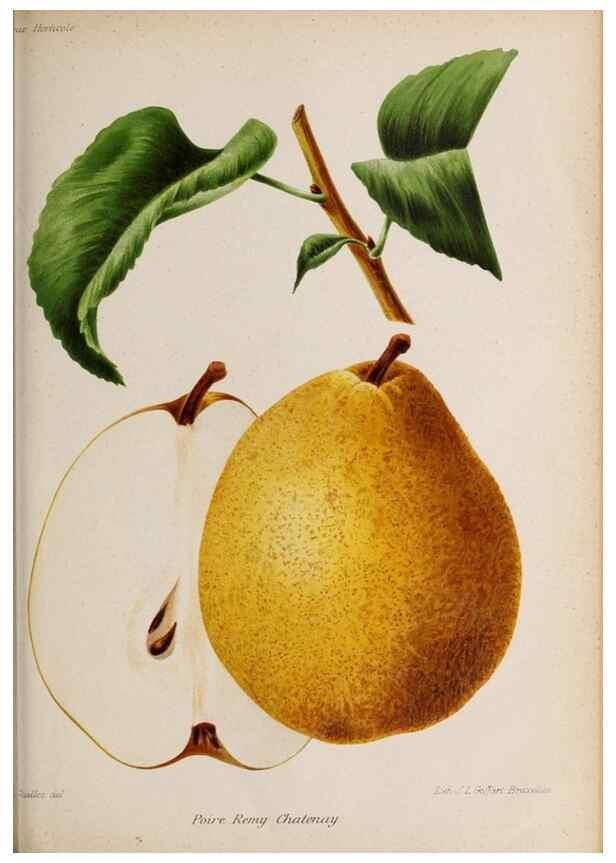 Reproducción/Reproduction 49643692216: Revue horticole.. Paris :Librairie agricole de la maison rustique,1829-1974.. 
