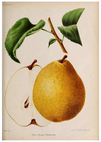 Reproducción/Reproduction 49643692216: Revue horticole.. Paris :Librairie agricole de la maison rustique,1829-1974.. 