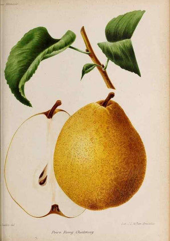 Reproducción/Reproduction 49643692216: Revue horticole.. Paris :Librairie agricole de la maison rustique,1829-1974.. 