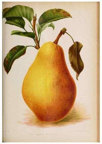 Reproducción/Reproduction 49643115323: Revue horticole.. Paris :Librairie agricole de la maison rustique,1829-1974.. 