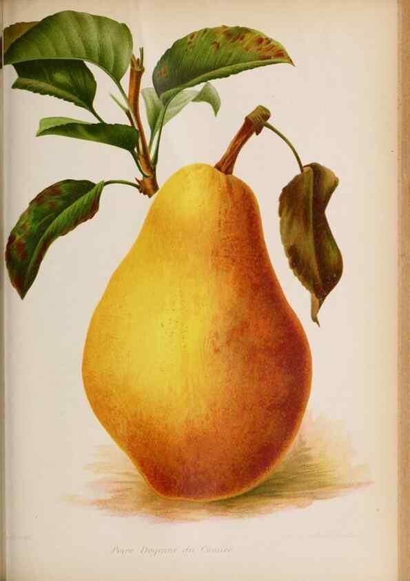Reproducción/Reproduction 49643115323: Revue horticole.. Paris :Librairie agricole de la maison rustique,1829-1974.. 