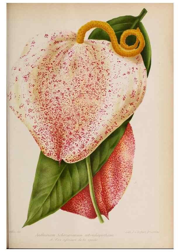 Reproducción/Reproduction 49643115608: Revue horticole.. Paris :Librairie agricole de la maison rustique,1829-1974.. 