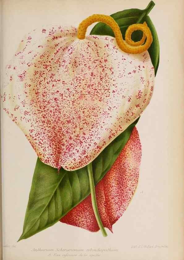 Reproducción/Reproduction 49643115608: Revue horticole.. Paris :Librairie agricole de la maison rustique,1829-1974.. 
