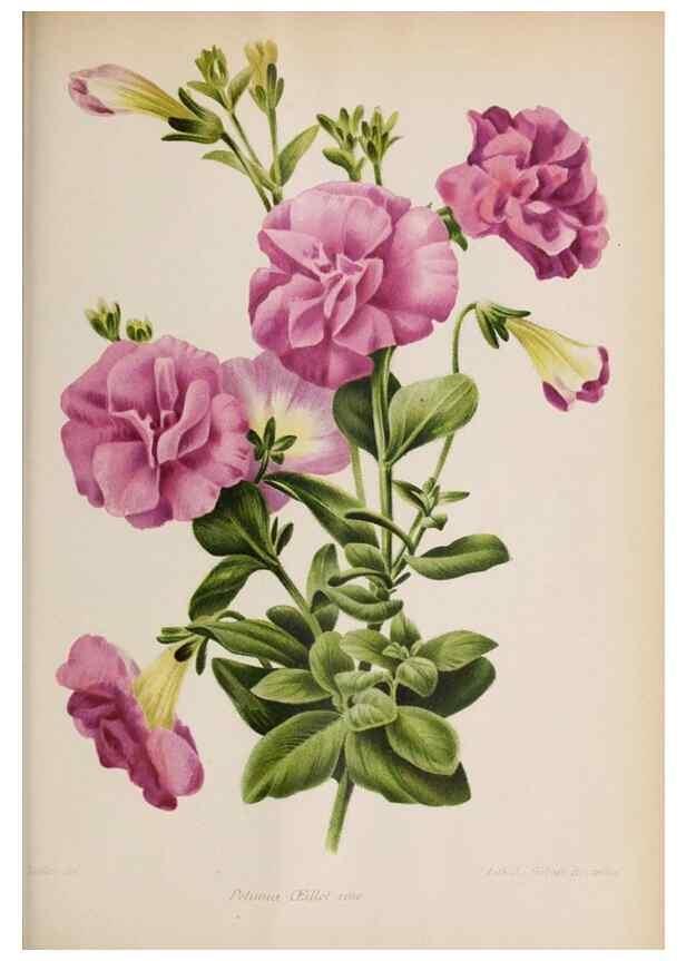 Reproducción/Reproduction 49643642716: Revue horticole.. Paris :Librairie agricole de la maison rustique,1829-1974.. 