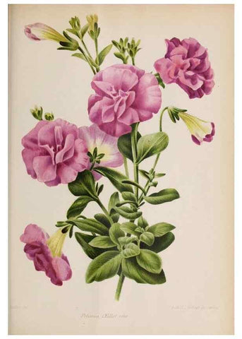 Reproducción/Reproduction 49643642716: Revue horticole.. Paris :Librairie agricole de la maison rustique,1829-1974.. 