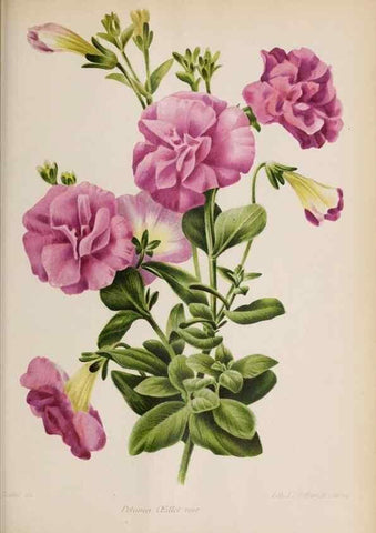 Reproducción/Reproduction 49643642716: Revue horticole.. Paris :Librairie agricole de la maison rustique,1829-1974.. 