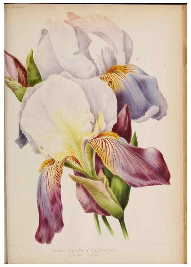 Reproducción/Reproduction 49643642886: Revue horticole.. Paris :Librairie agricole de la maison rustique,1829-1974.. 