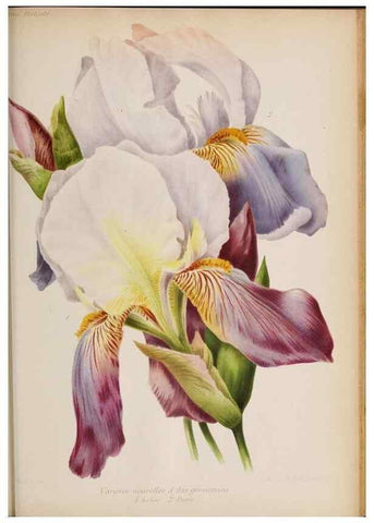 Reproducción/Reproduction 49643642886: Revue horticole.. Paris :Librairie agricole de la maison rustique,1829-1974.. 