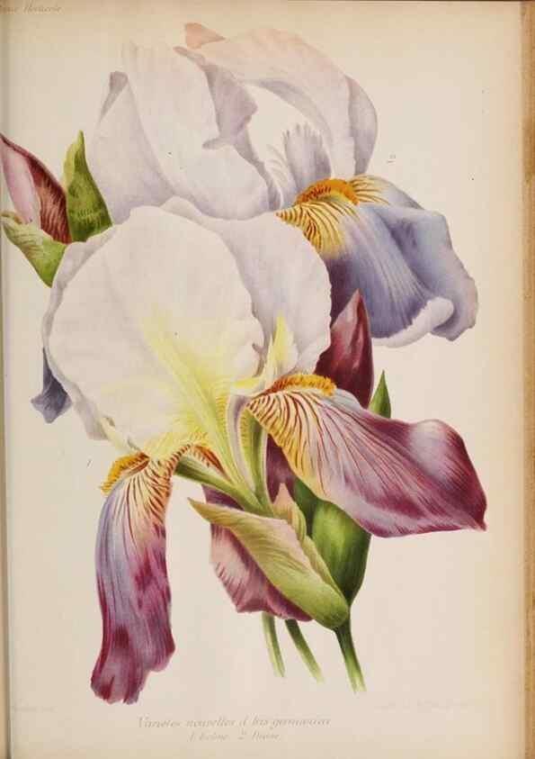 Reproducción/Reproduction 49643642886: Revue horticole.. Paris :Librairie agricole de la maison rustique,1829-1974.. 