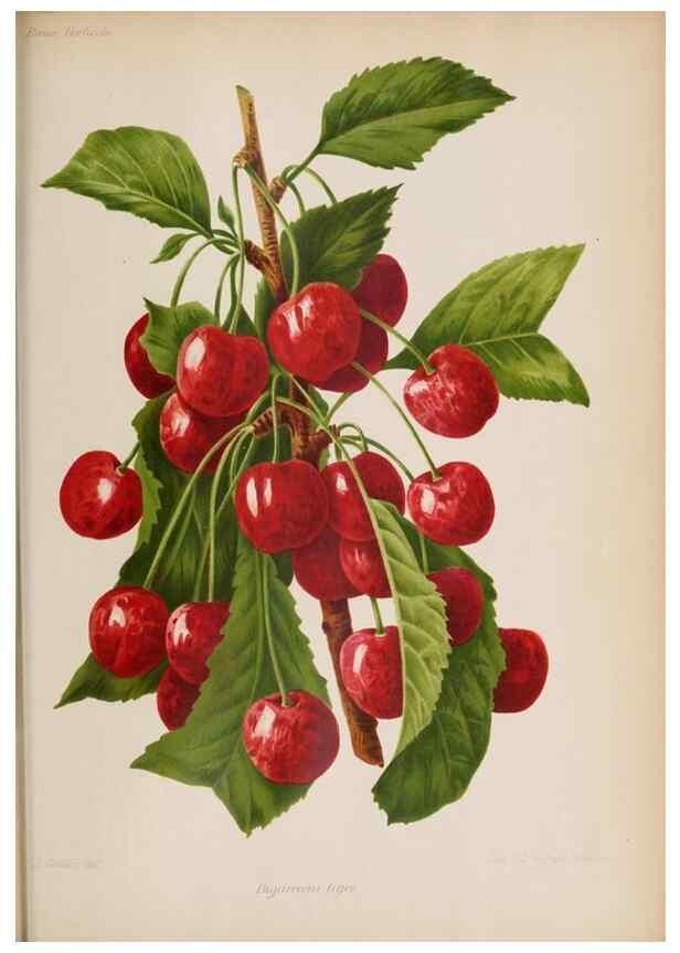 Reproducción/Reproduction 49643919597: Revue horticole.. Paris :Librairie agricole de la maison rustique,1829-1974.. 