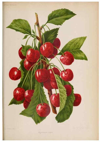 Reproducción/Reproduction 49643919597: Revue horticole.. Paris :Librairie agricole de la maison rustique,1829-1974.. 