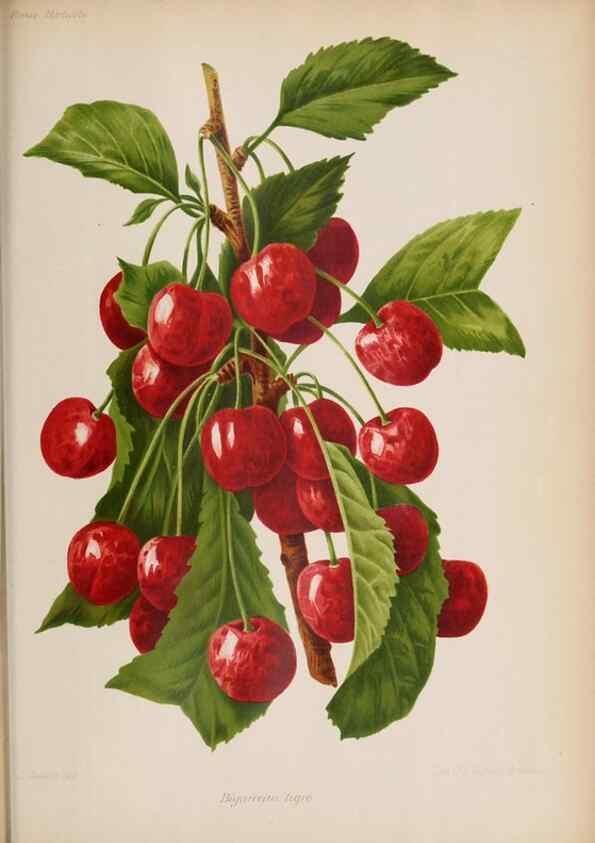 Reproducción/Reproduction 49643919597: Revue horticole.. Paris :Librairie agricole de la maison rustique,1829-1974.. 