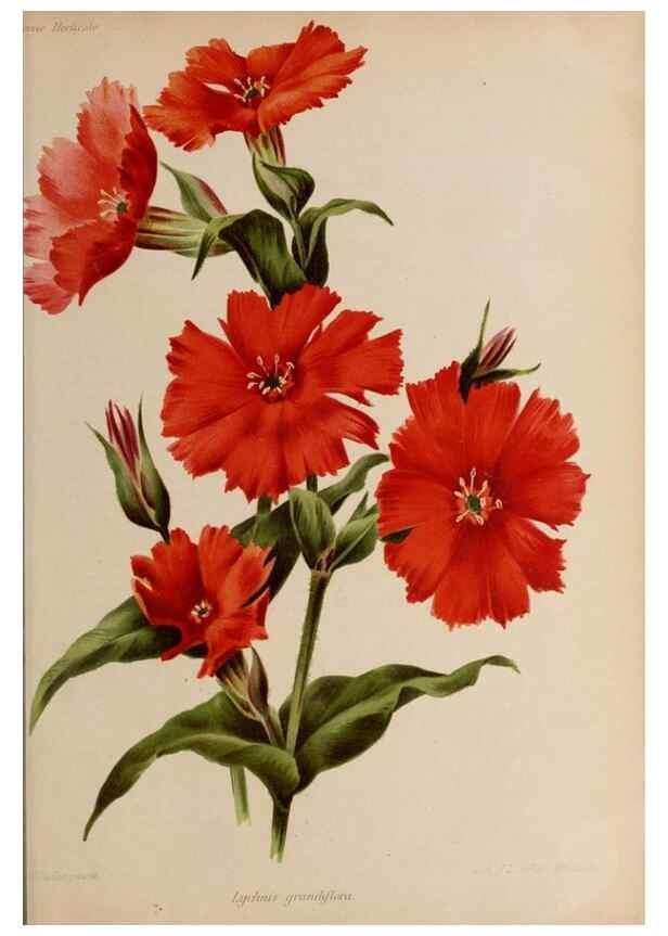 Reproducción/Reproduction 49643964617: Revue horticole.. Paris :Librairie agricole de la maison rustique,1829-1974.. 