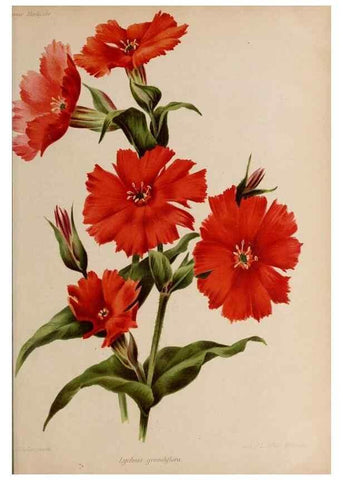 Reproducción/Reproduction 49643964617: Revue horticole.. Paris :Librairie agricole de la maison rustique,1829-1974.. 