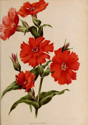 Reproducción/Reproduction 49643964617: Revue horticole.. Paris :Librairie agricole de la maison rustique,1829-1974.. 