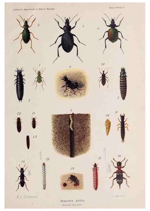Reproducción/Reproduction 49643160883: Revue horticole.. Paris :Librairie agricole de la maison rustique,1829-1974.. 