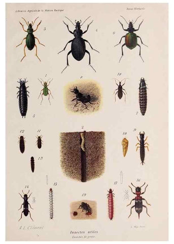 Reproducción/Reproduction 49643160883: Revue horticole.. Paris :Librairie agricole de la maison rustique,1829-1974.. 