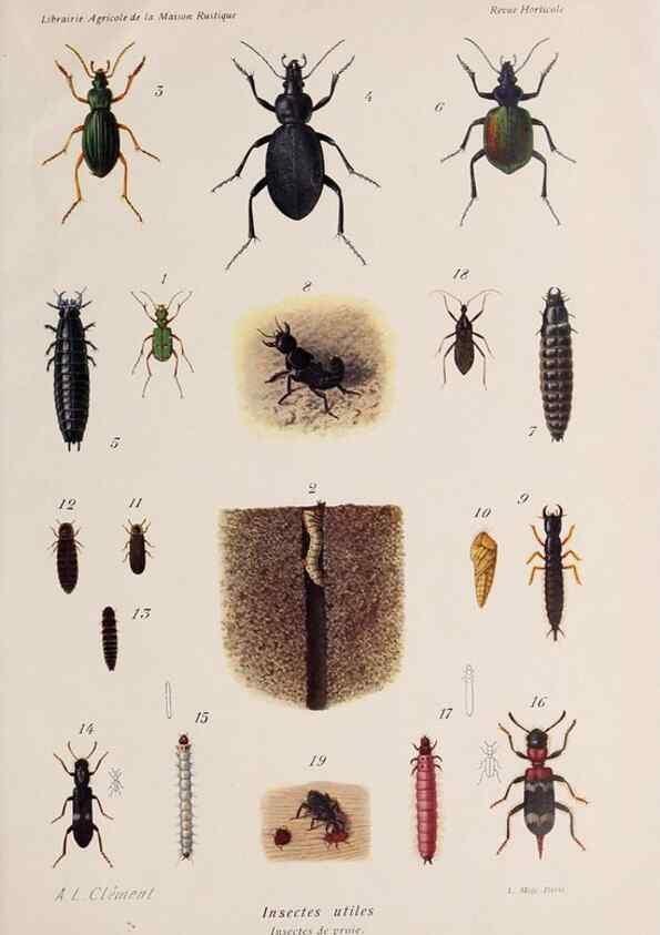 Reproducción/Reproduction 49643160883: Revue horticole.. Paris :Librairie agricole de la maison rustique,1829-1974.. 