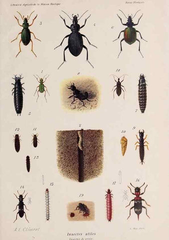 Reproducción/Reproduction 49643160883: Revue horticole.. Paris :Librairie agricole de la maison rustique,1829-1974.. 
