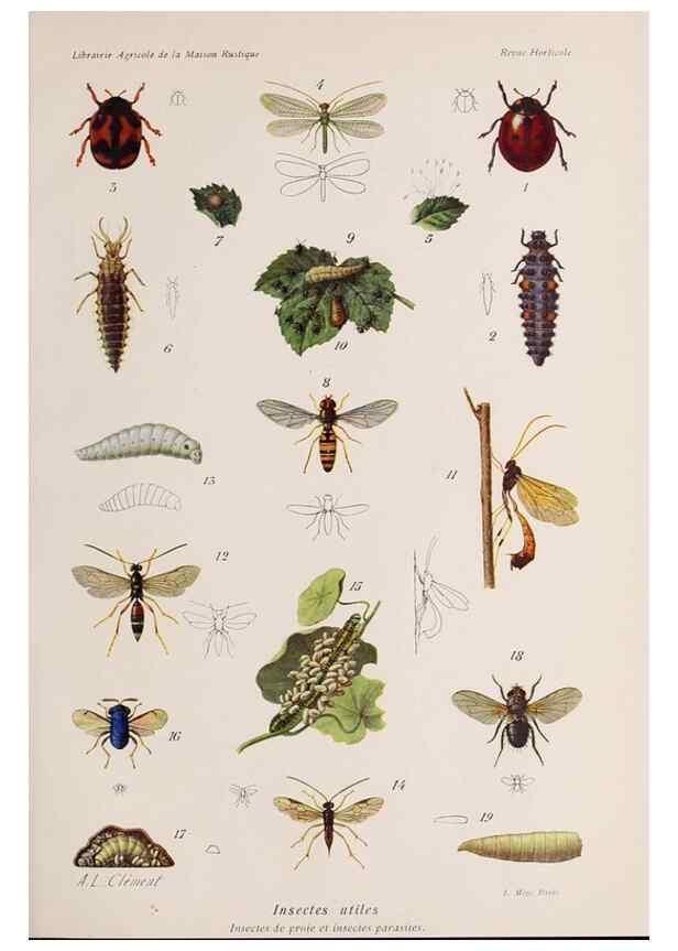 Reproducción/Reproduction 49643964972: Revue horticole.. Paris :Librairie agricole de la maison rustique,1829-1974.. 