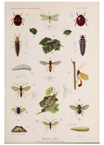 Reproducción/Reproduction 49643964972: Revue horticole.. Paris :Librairie agricole de la maison rustique,1829-1974.. 