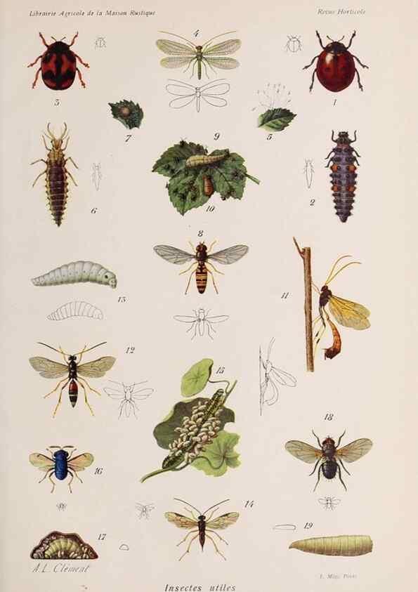 Reproducción/Reproduction 49643964972: Revue horticole.. Paris :Librairie agricole de la maison rustique,1829-1974.. 