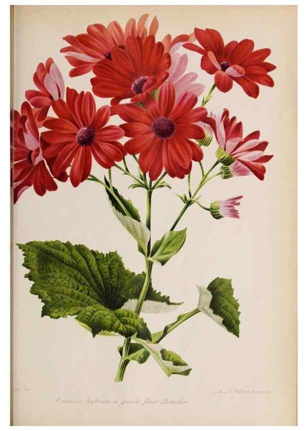 Reproducción/Reproduction 49643642346: Revue horticole.. Paris :Librairie agricole de la maison rustique,1829-1974.. 