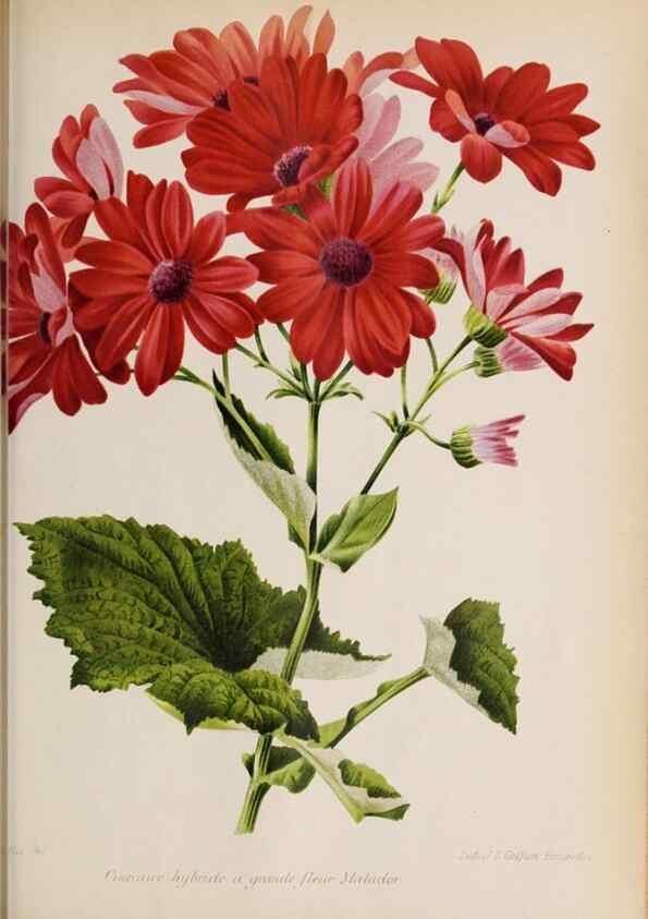 Reproducción/Reproduction 49643642346: Revue horticole.. Paris :Librairie agricole de la maison rustique,1829-1974.. 