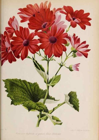 Reproducción/Reproduction 49643642346: Revue horticole.. Paris :Librairie agricole de la maison rustique,1829-1974.. 