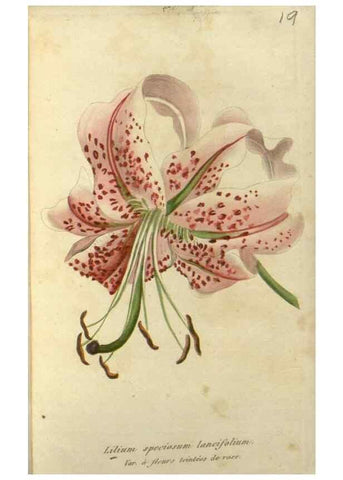 Reproducción/Reproduction 49647594451: Revue horticole.. Paris :Librairie agricole de la maison rustique,1829-1974.. 