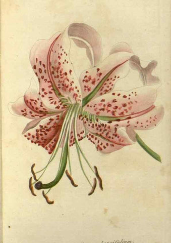 Reproducción/Reproduction 49647594451: Revue horticole.. Paris :Librairie agricole de la maison rustique,1829-1974.. 