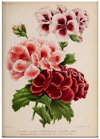 Reproducción/Reproduction 49643969617: Revue horticole.. Paris :Librairie agricole de la maison rustique,1829-1974.. 