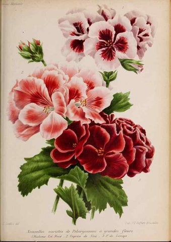 Reproducción/Reproduction 49643969617: Revue horticole.. Paris :Librairie agricole de la maison rustique,1829-1974.. 