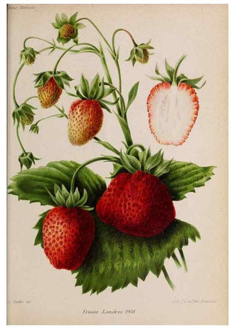 Reproducción/Reproduction 49643970102: Revue horticole.. Paris :Librairie agricole de la maison rustique,1829-1974.. 