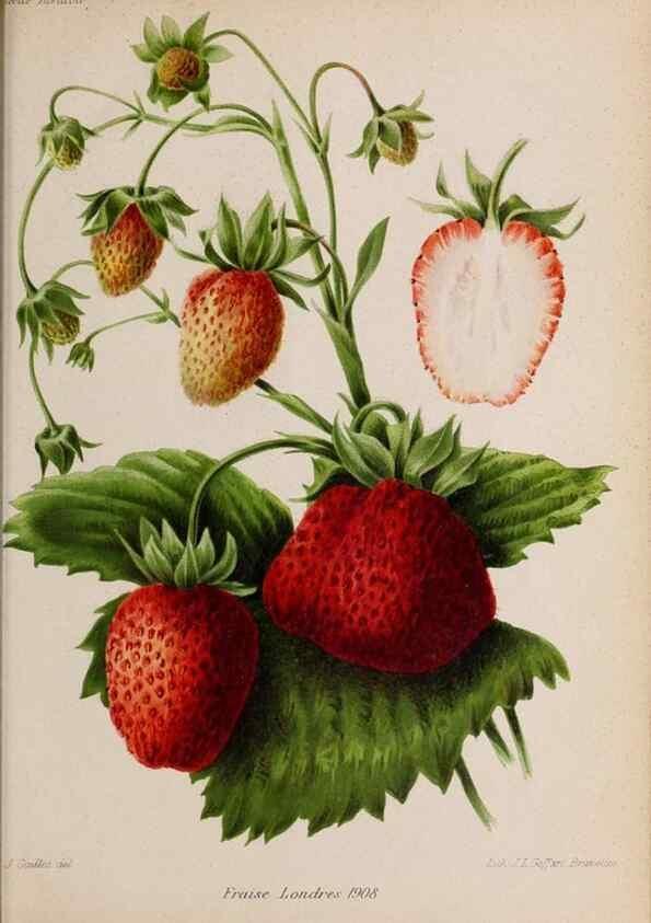 Reproducción/Reproduction 49643970102: Revue horticole.. Paris :Librairie agricole de la maison rustique,1829-1974.. 
