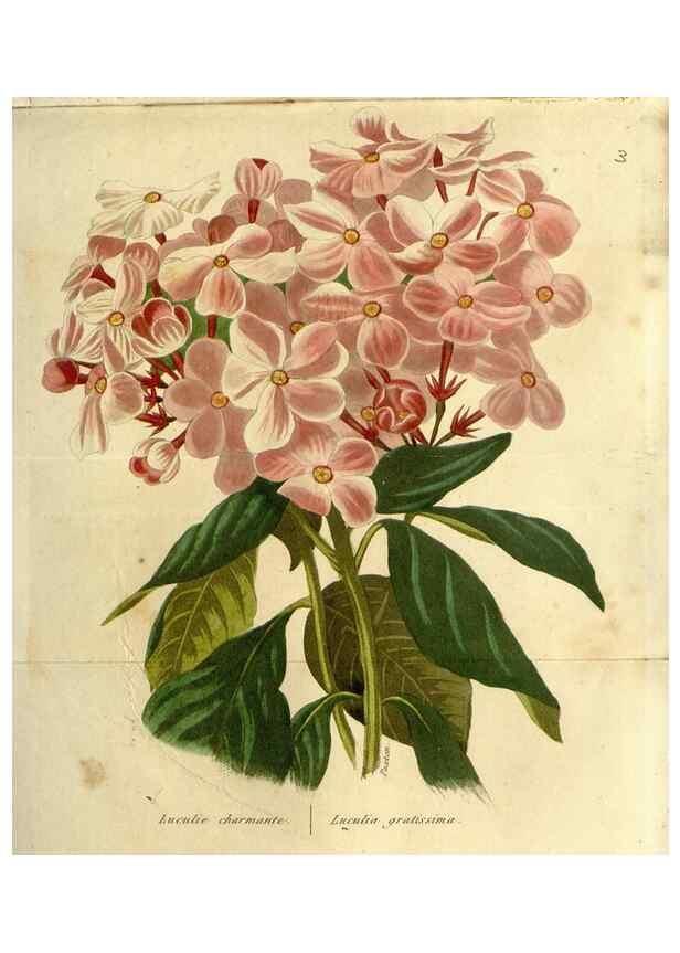 Reproducción/Reproduction 49647057743: Revue horticole.. Paris :Librairie agricole de la maison rustique,1829-1974.. 