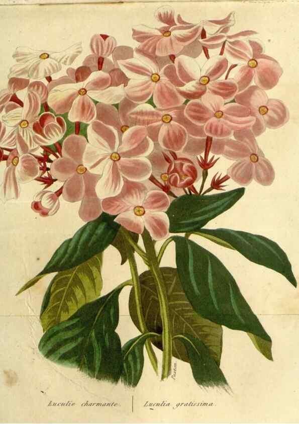 Reproducción/Reproduction 49647057743: Revue horticole.. Paris :Librairie agricole de la maison rustique,1829-1974.. 