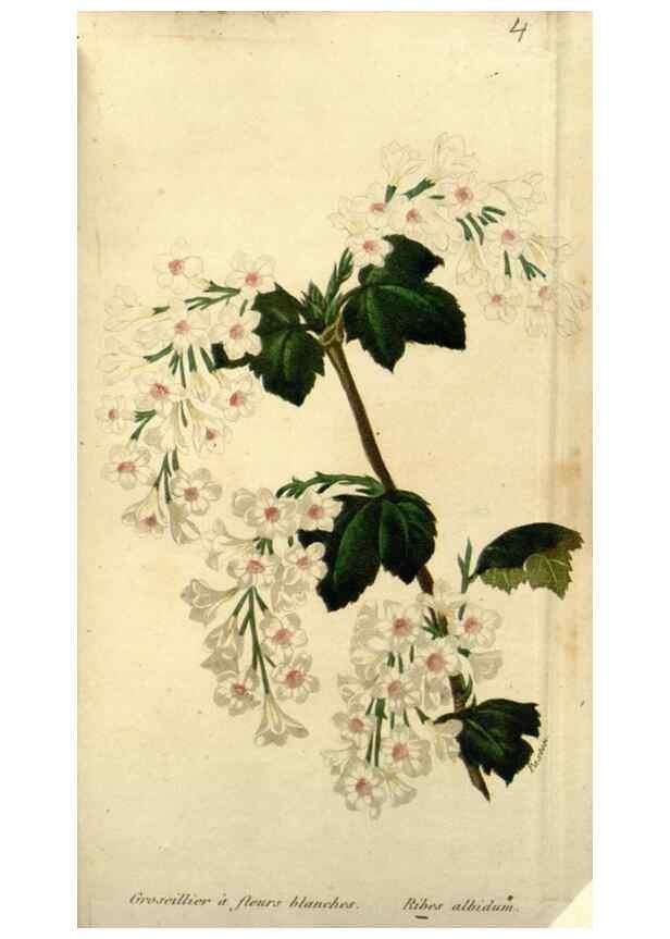 Reproducción/Reproduction 49647874472: Revue horticole.. Paris :Librairie agricole de la maison rustique,1829-1974.. 