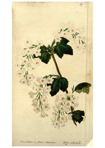 Reproducción/Reproduction 49647874472: Revue horticole.. Paris :Librairie agricole de la maison rustique,1829-1974.. 