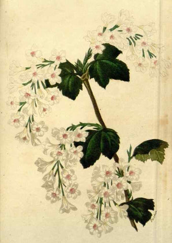 Reproducción/Reproduction 49647874472: Revue horticole.. Paris :Librairie agricole de la maison rustique,1829-1974.. 