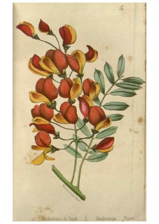 Reproducción/Reproduction 49647591356: Revue horticole.. Paris :Librairie agricole de la maison rustique,1829-1974.. 